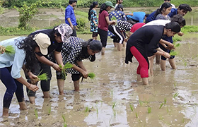 Sahyadri NSS students experience “Kandad Onji Dina”, a One-Day special activity in the paddy fields